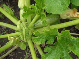 Cultivo del zapallo