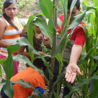 Demostración a ninas-os sobre control de plagas en el maíz