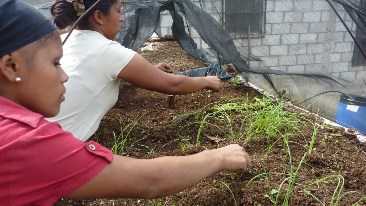 Madres haciendo labores de mantenimiento del semillero aéreo