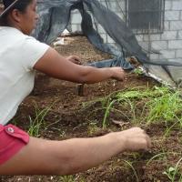 Madres haciendo labores de mantenimiento del semillero aéreo